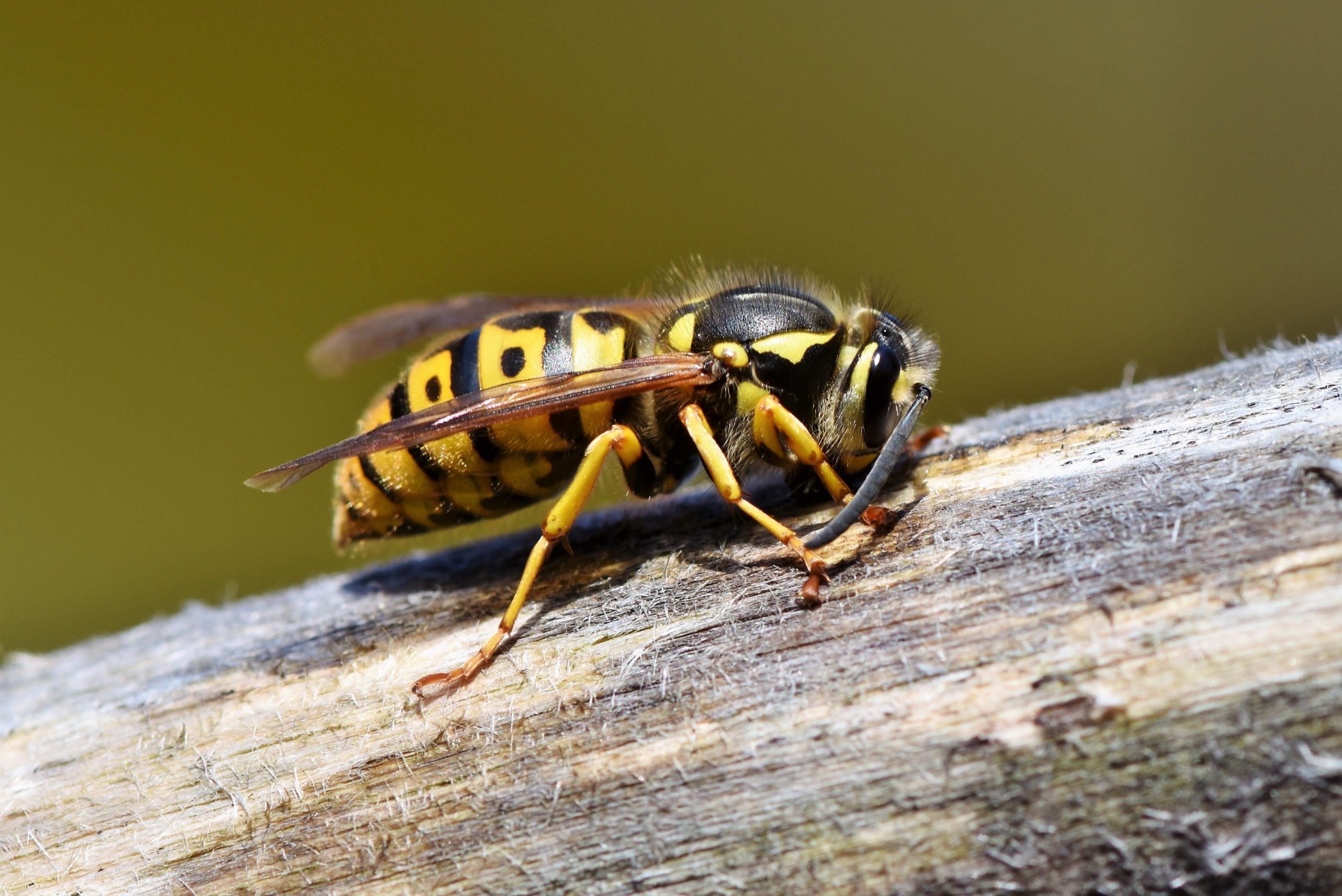 Woman dies from wasp sting at Costa Blanca restaurant in Spain