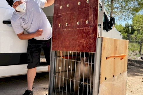 Circus Monkey Rescued In Ukraine And Travels To Alicante Area Of Spain To Start New Life