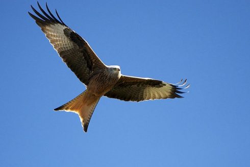 Red Kite Spain