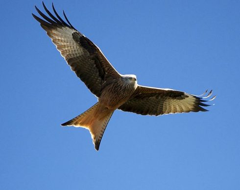 Red Kite Spain