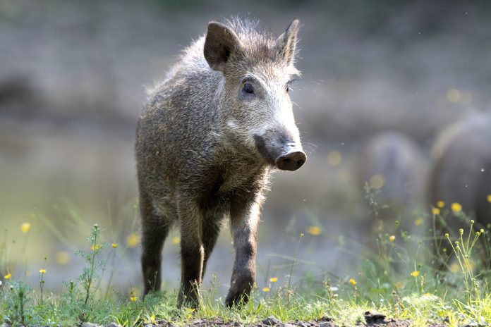 WATCH: Swimming wild boar startles beachgoers on Spain's Costa del Sol ...