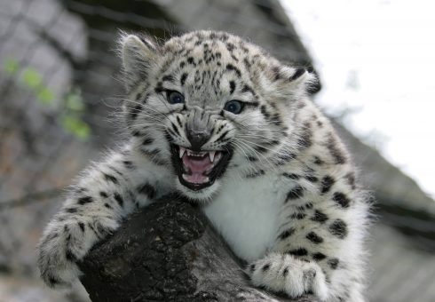 Zoo Worker Survives Leopard Attack In Spain's Andalucia