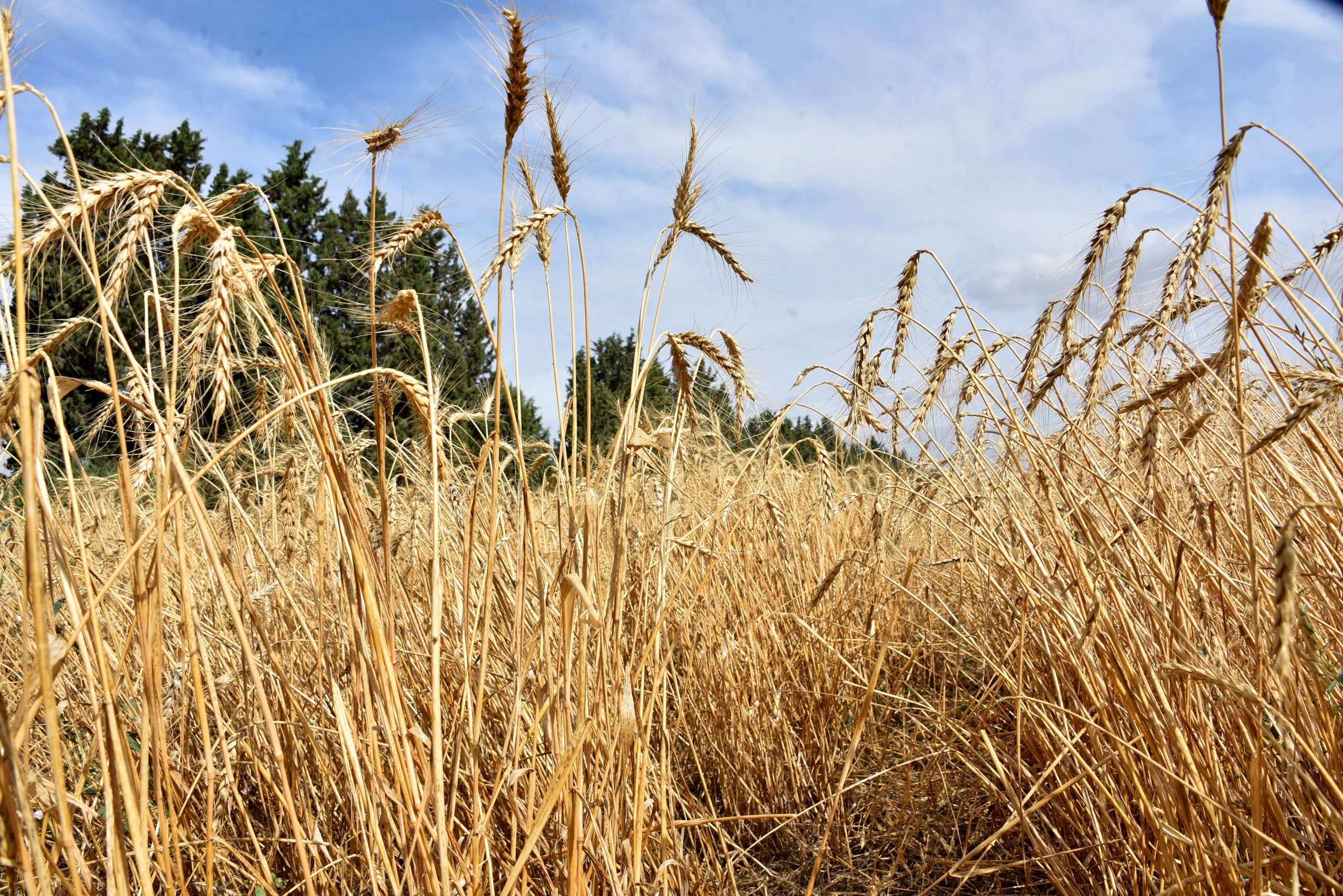 Farmers Harvest Barley And Wheat In Tunisia