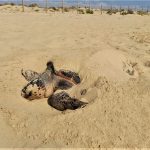 Female loggerhead turtle lays nearly 70 eggs on beach in Spain’s Marbella