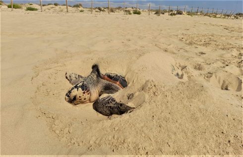 Female loggerhead turtle lays nearly 70 eggs on beach in Spain’s Marbella