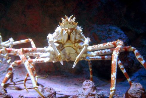 Crab Snip Wiki 1