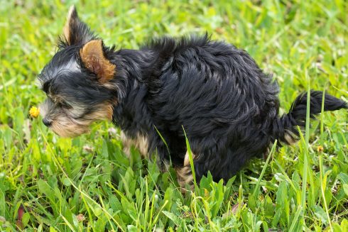 Dog owners ordered to carry poop bags and to clear up urine in Valencia area town in Spain