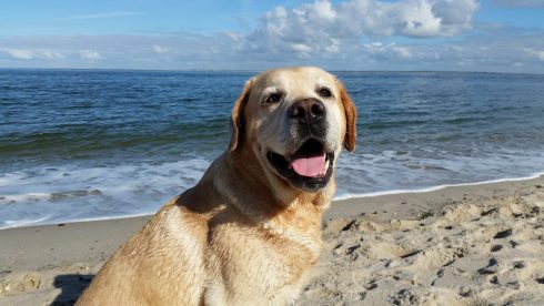Seven practical tips for a dog-friendly day out at the seaside in Spain