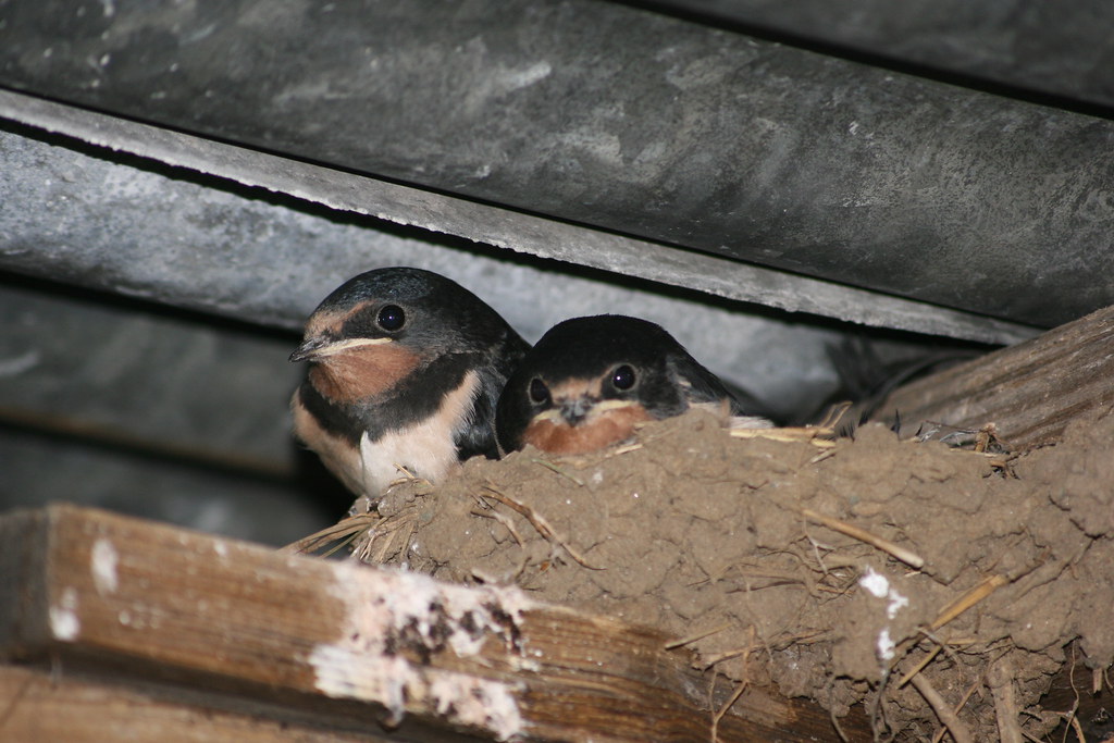 Swallow Nest