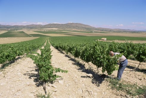 Vineyard, wine, Spain