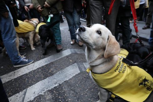 Madrid Ciudad Amiga De Los Animales Celebra San Anton 07