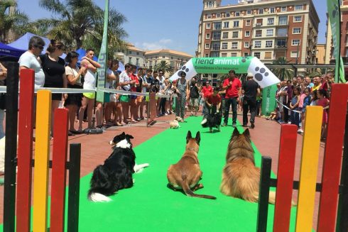 Malaga Dog Party