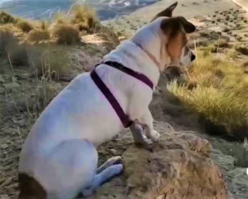 Man Kills Dog That Urinated Against His Wall And Attacked Owner In Spain's Murcia Region