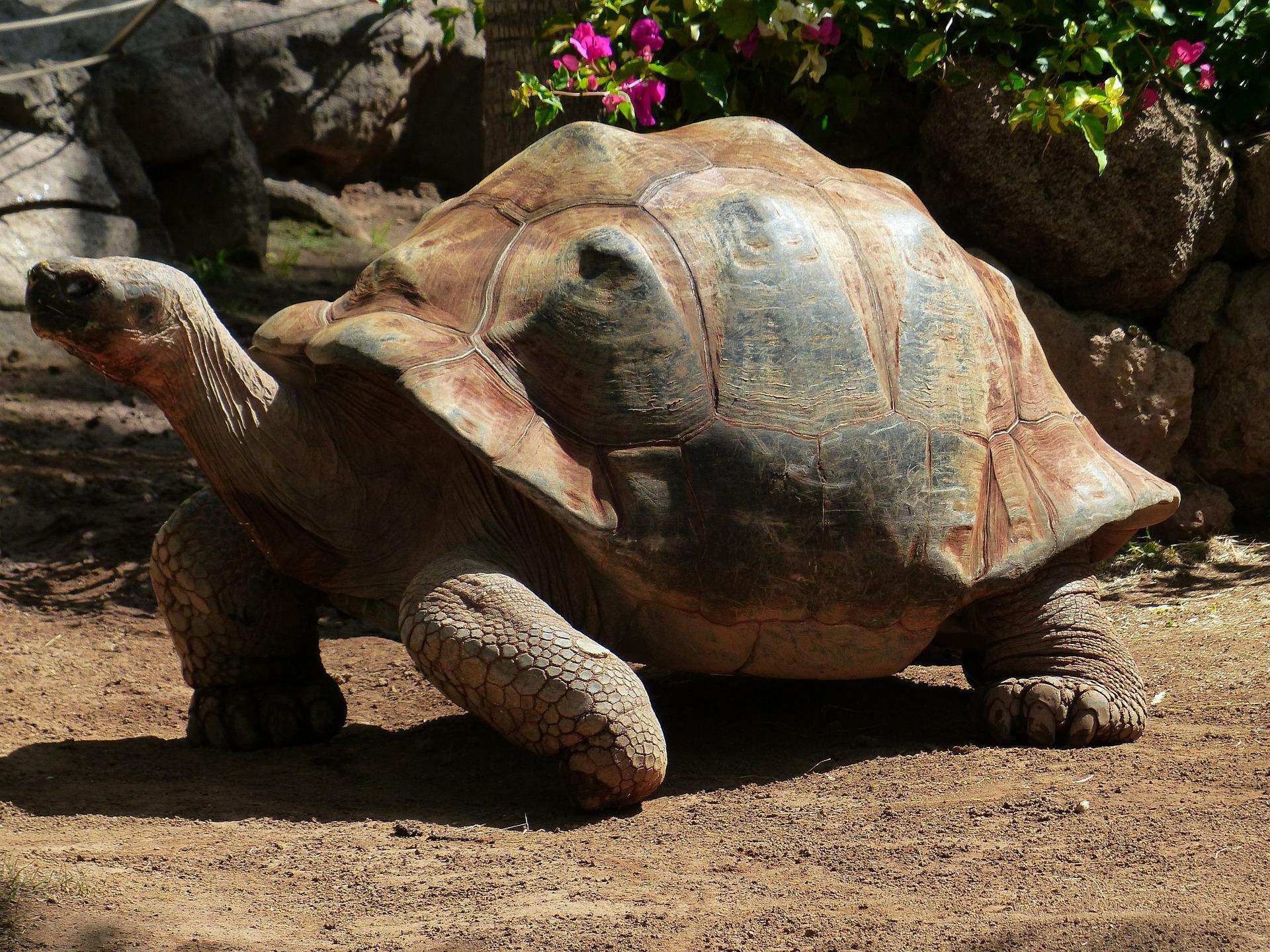 African Spurred Tortoise G998c54886 1920