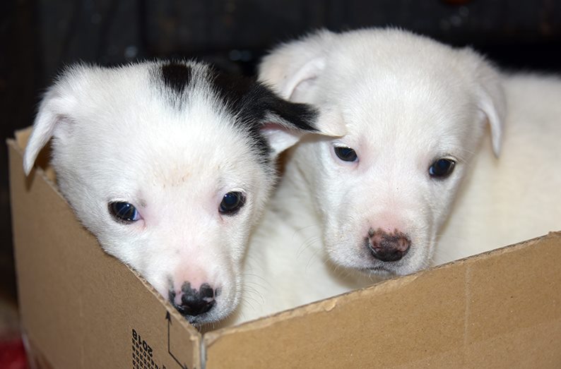 Puppies In Box