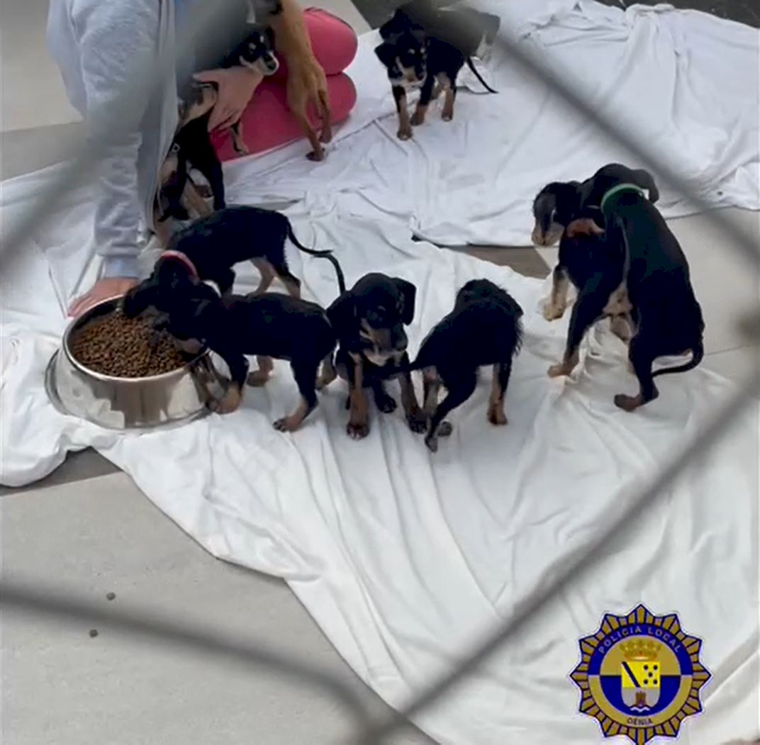 Cute Puppies Kept In Poor State Are Rescued On Spain's Costa Blanca