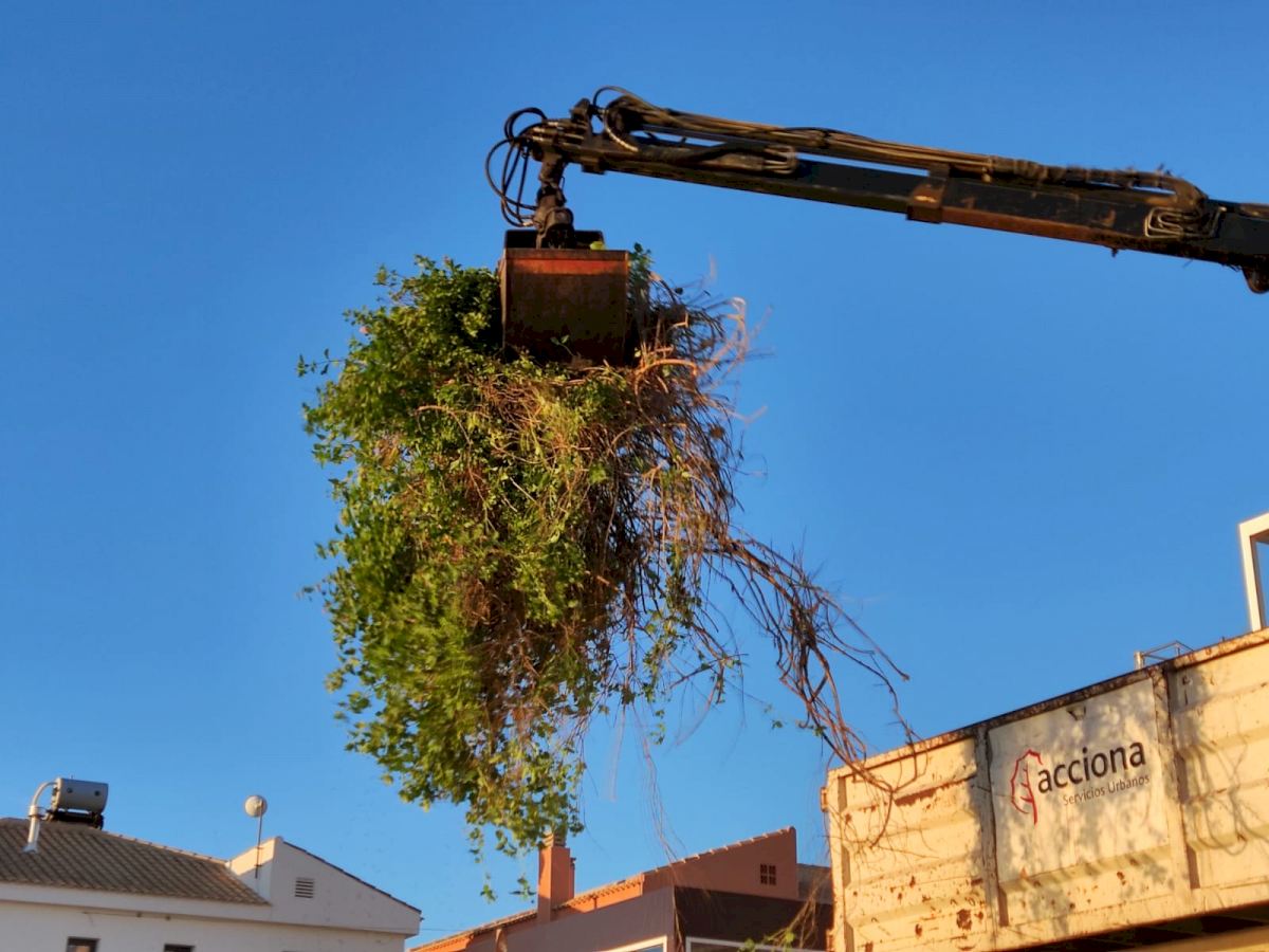 Invasive exotic species being cleared out in vital conservation work on