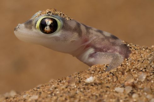 Police act on frivolous complaint that pensioner is breeding geckos at home in Spain's Alicante area