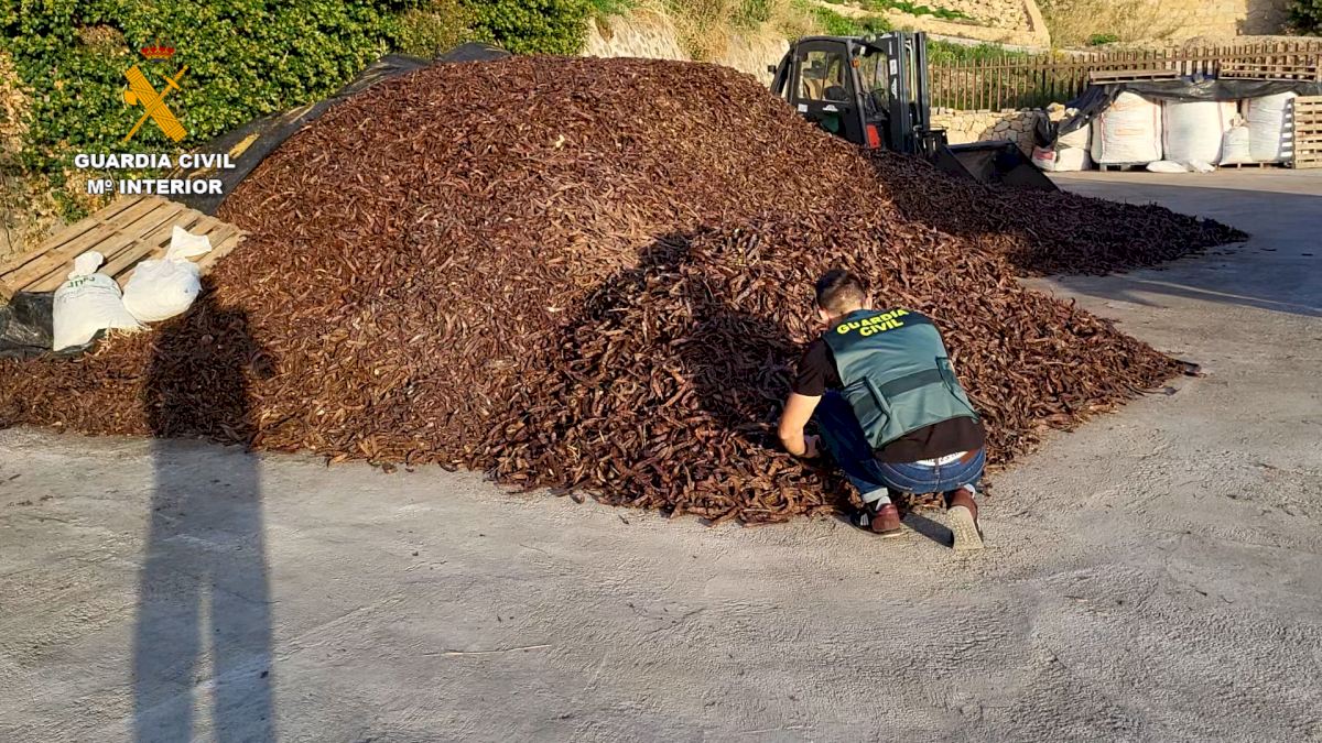 Spate Of Sweet Carob Bean Thefts From Farms On Spain's Northern Costa Blanca