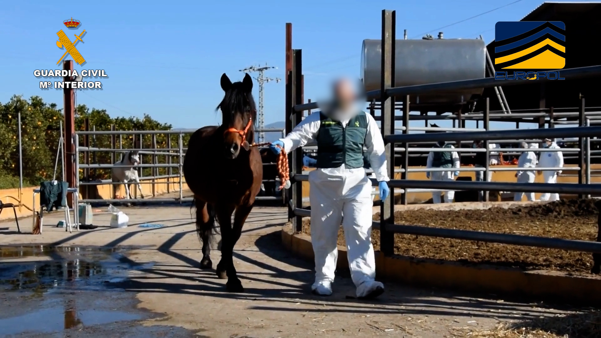 Illegal Horse Meat Gang Banked €4.5 Million Selling Sick Animals From Farm In Spain's Valencia