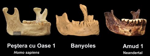 Comparaciones de huesos de la mandíbula