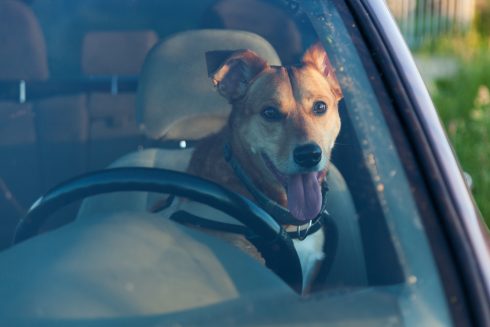 Attractive Happy Ginger Mixed Breed Dog In Car Protected By Seat