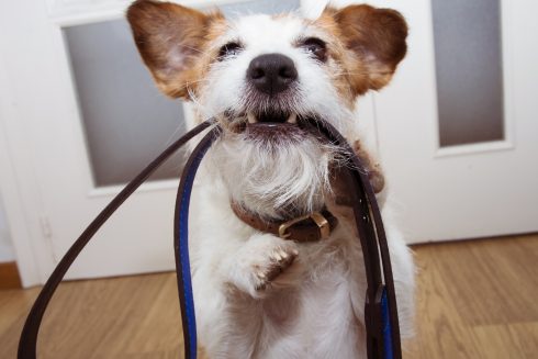 Jack Russell Dog Ready For A Walk, With Blue Leather On Its Mout