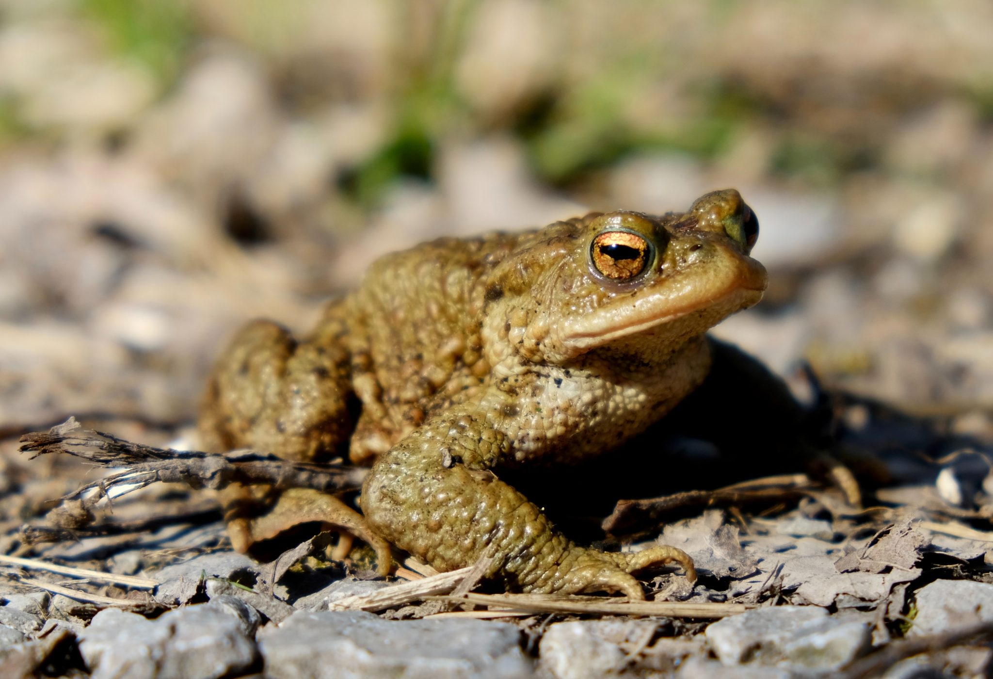 The faithful frog is dying out in Spain and blame is put at the door of ...