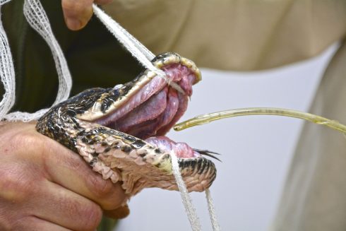 Benidorm Vets In Spain Solve Infection Affecting Eye Sight Of Giant Indian Python