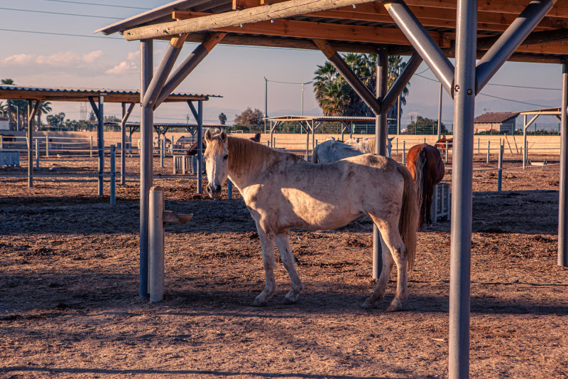 British Run Horse Rescue Centre On Spain's Costa Blanca Makes New Year Appeal To Get An Eu Cash Boost