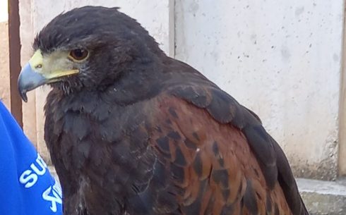 Eagle Will Land To Scare Off Pesky Seagulls From Costa Blanca Castle In Spain