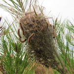 First Sightings Of Poisonous Processionary Caterpillars That Can Kill Dogs In Spain