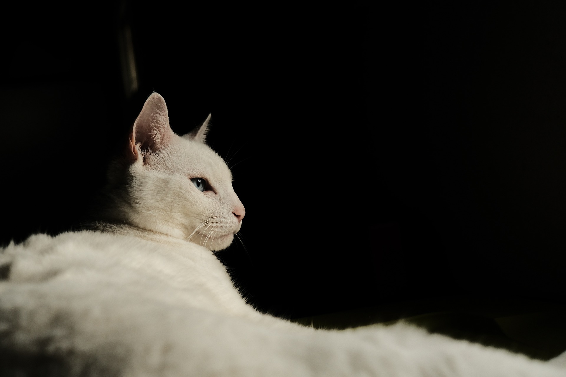 WATCH: Unidentified big white cat spotted in Spain's Cadiz triggers panic in Los Barrios