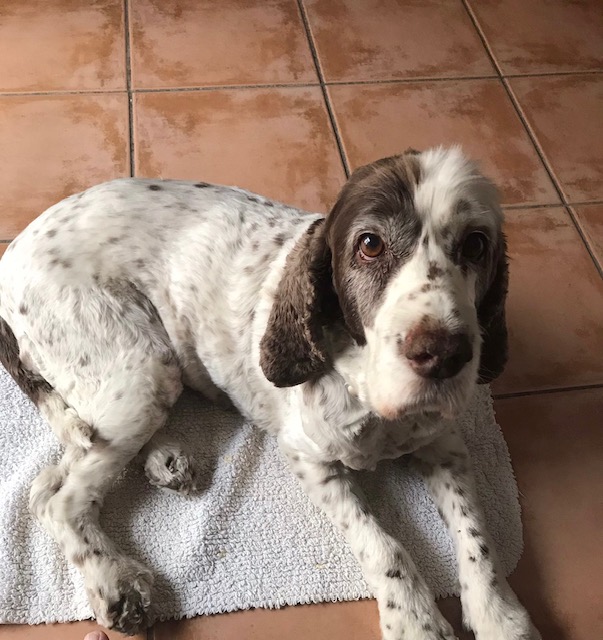 Secondspaniel