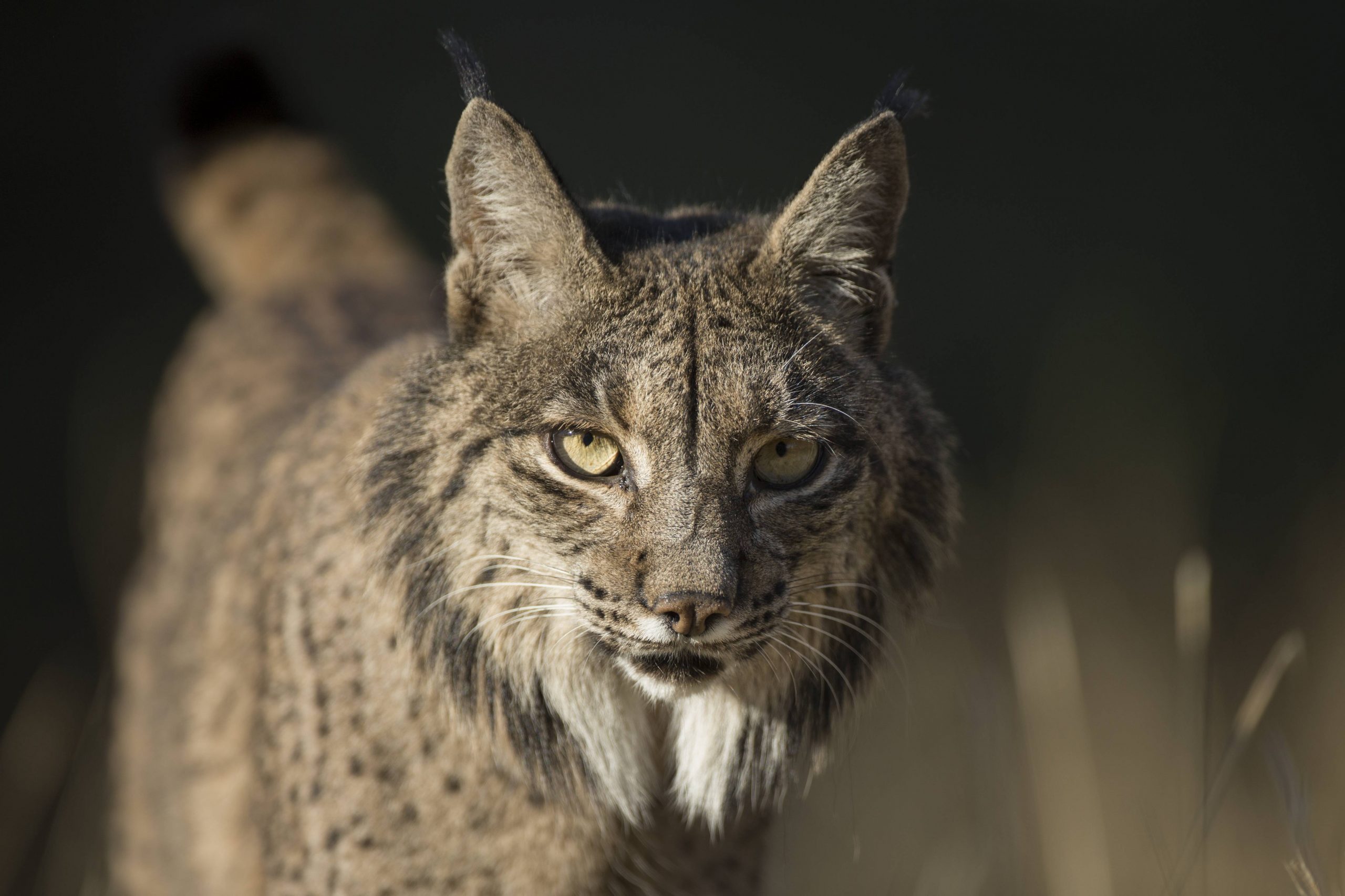 Two Iberian lynxes fatally struck by vehicles in Spain’s Doñana Area, prompting calls for enhanced road safety