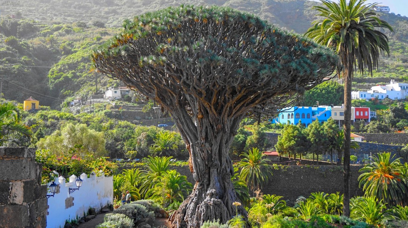 IN PICTURES: If trees could talk then these 10 amazing trees in Spain would  have some tales to tell - Olive Press News Spain