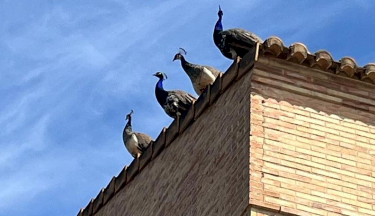 Firefighters Rescue Four Peacocks Leaping From Roof To Roof In Spain's Valencia Area