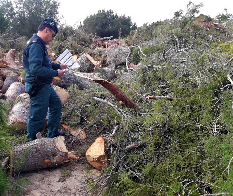 Golf Course Manager Probed Over Illegal Pine Tree Felling On Spain's Costa Blanca