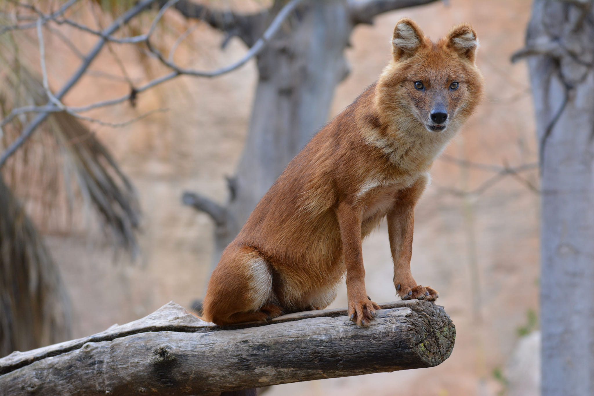 Pair Of Rare Asian Wild Dogs Arrive At Benidorm's Terra Natura In Spain For Breeding