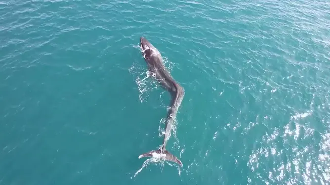 Whale With Severe Scoliosis Seen Struggling Off Coast Of Spain