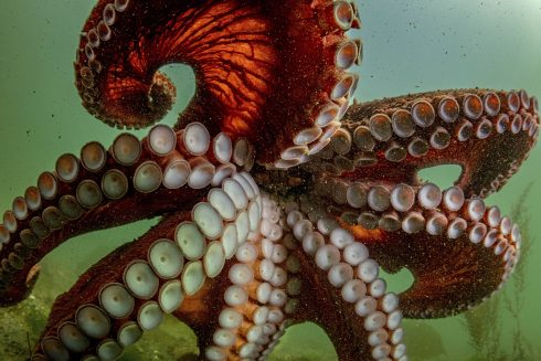 Octopus