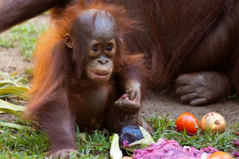 A baby orangutan chomps on some fruit
