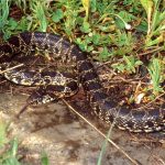 Horseshoe Snake Andalucia