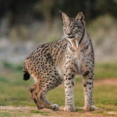 Iberian Lynx Wikimedia Commons
