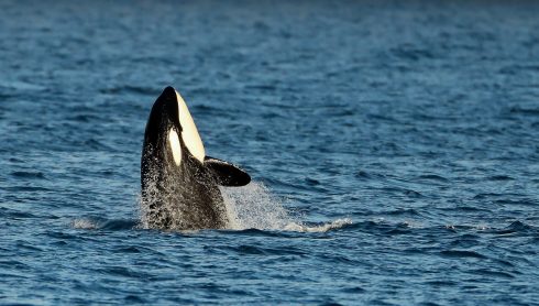 New killer whale incident as sail boat is damaged off coast of Spain's Andalucia