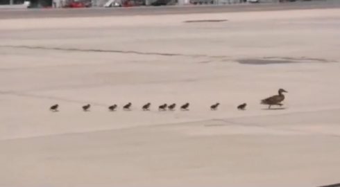 Ducks At The Airport Story