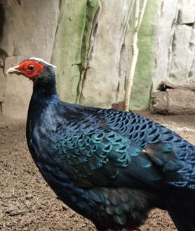 Pheasant Dad Credit To Fuengirola Biopark