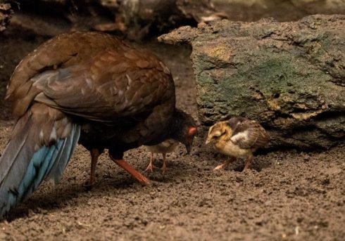 Pheasant Mom With Chick Credit To Fuengirola Biopark