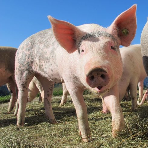 Police find dead pig in back of van travelling on Costa Blanca motorway in Spain