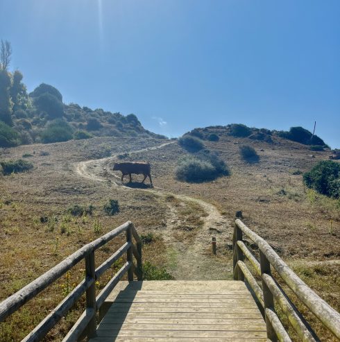 Cattle Xing In The Parque Natural Del Estrecho